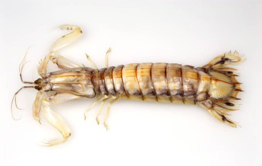 Mantid Karidesi ya da Stomatopodların kuyruk üstü görüntüsü, karides katilleri olarak da bilinen etobur bir deniz kabuklusu..