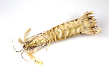 Peygamber devesi karidesi ya da Stomatopodlarının alt görüntüsü, karides katilleri olarak da bilinen etobur bir deniz kabuklusu.