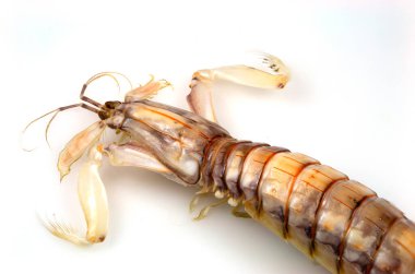 Mantid Karidesi ya da Stomatopodların baş görüntüsü, karides katilleri olarak da bilinen etobur bir deniz kabuklusu.