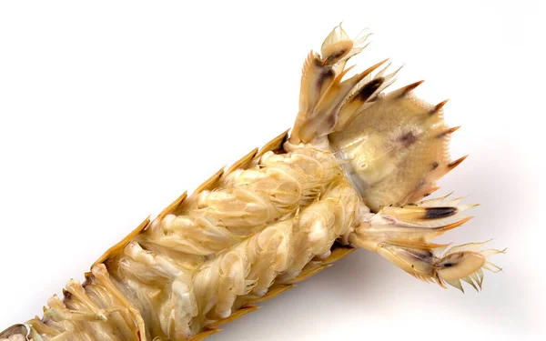 一种被称为 对虾杀手 的食肉海洋甲壳类动物 螳螂或胃类动物的尾底视图 — 图库照片