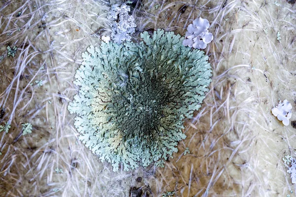 Lichen Světle Tmavě Zelené Barvy — Stock fotografie