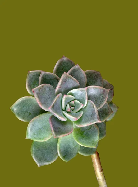 Macrofoto Una Succulenta Pianta Cactus Echeveria Della Famiglia Delle Crassulaceae — Foto Stock