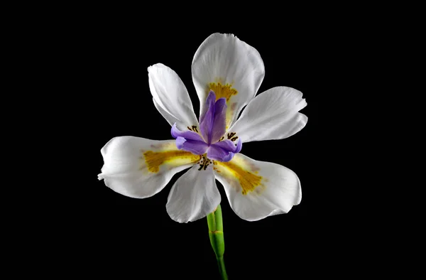 Όμορφη Μοβ Λευκό Χρυσό Και Καφέ Λουλούδι Ίριδας Πεταλούδα Της — Φωτογραφία Αρχείου