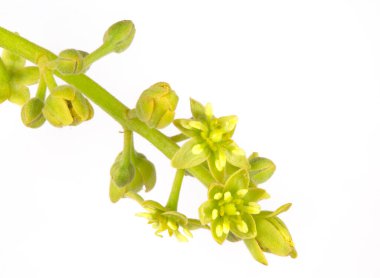 Avokado (Persea americana) ağacının, fonksiyonel erkek ve dişi organlarının tek bir çiçekte var olduğu protojenik ikogami olarak bilinen tam çiçeğinin görüntüsü.