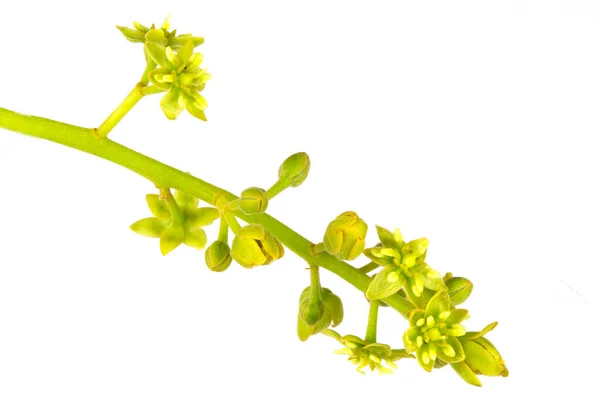 Pohled Kompletní Květ Avokáda Persea Americana Strom Známý Jako Protogynní — Stock fotografie