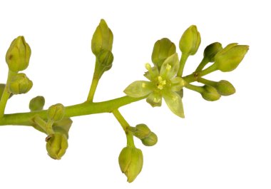 Avokado (Persea americana) çiçeğinin açık erkek bileşeninin görüntüsü.