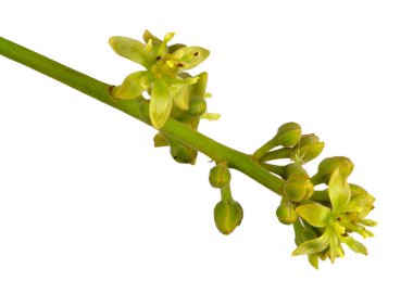 Avokado (Persea americana) çiçeğinin açık erkek bileşeninin görüntüsü.