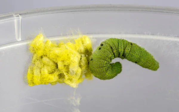 Widok Zieloną Gąsienicę Żółtą Masę Kokonów — Zdjęcie stockowe