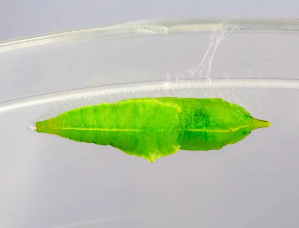 Άποψη Του Πράσινου Χρυσαλλίδας Του Κύκλου Ζωής Του Λάχανο Λευκό — Φωτογραφία Αρχείου