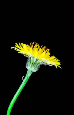 Hypochaeris radikalata, Avrupa 'ya özgü sahte bir karahindiba, ama dünyanın geri kalanında sarı çiçekler üreten istilacı bir ot. 