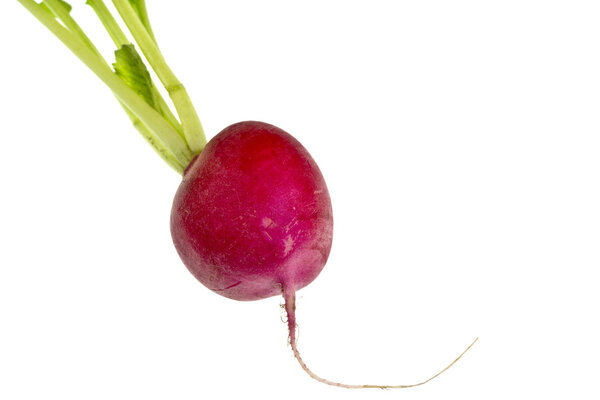 Fresh Red Radish