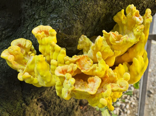 Yellow Fungi — Stock Photo, Image