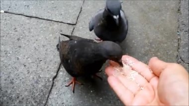 güvercin besleme el