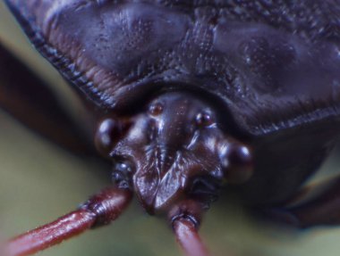 Bronz Turuncu Böcek Başı Makrofotoğrafçılığı, Musgraveia sulciventris.