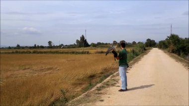 Peregrine Falcon Falconer eldiven bırakarak