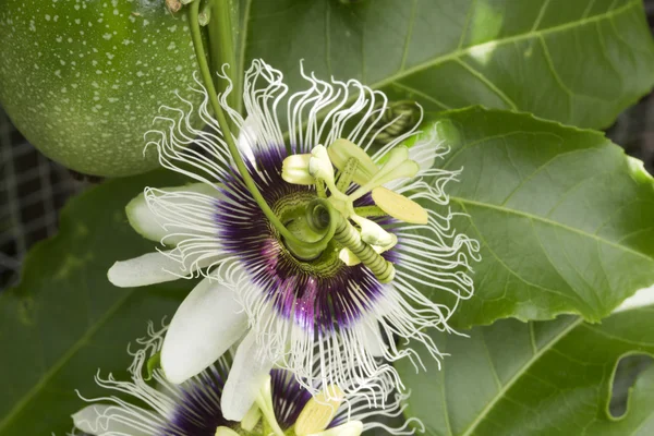 Passion Fruit Flowers — Stock Photo, Image