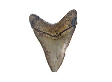Megalodon köpekbalığı dişi