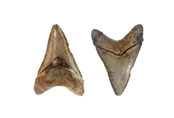 Megalodon žraločí zub — Stock fotografie