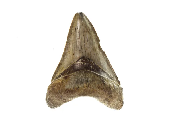 Megalodon köpekbalığı dişi — Stok fotoğraf