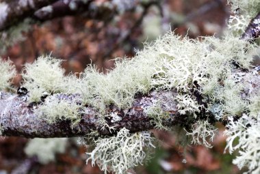 Ağaç dalları üzerinde liken