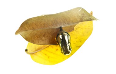 Ortak karga kelebek krizalid