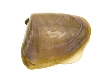Pipis istiridye kabuğu üzerinde