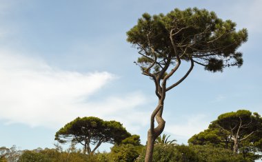 uzun çam ağacı