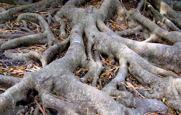 Trädrötter som förgrenar sig. — Stockfoto