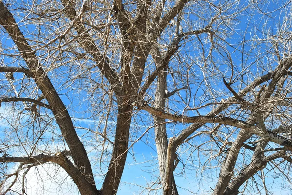 Träd i naturen. — Stockfoto