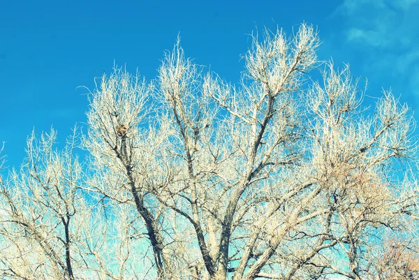 Árboles en la naturaleza . — Foto de Stock