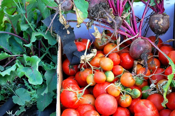 Remolacha ecológica y tomates . —  Fotos de Stock