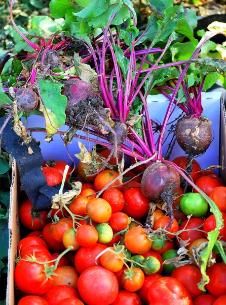 Remolacha ecológica y tomates . — Foto de Stock