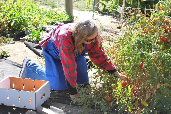 成熟的女性美女从花园外采摘西红柿 — 图库照片