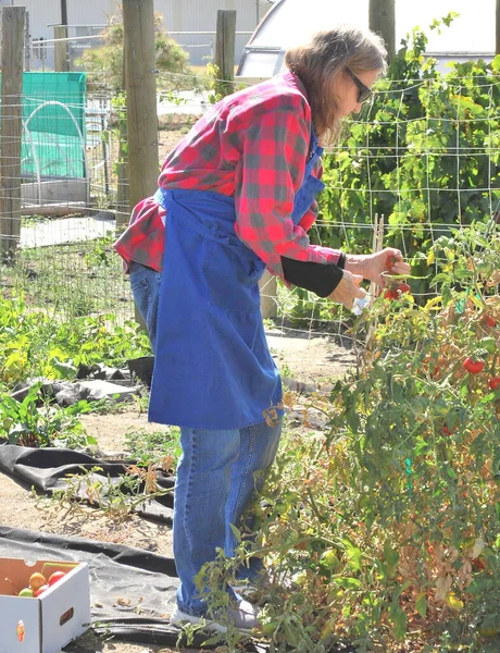 Maduro Beleza Feminina Colhendo Tomates Seu Jardim Fora — Fotografia de Stock