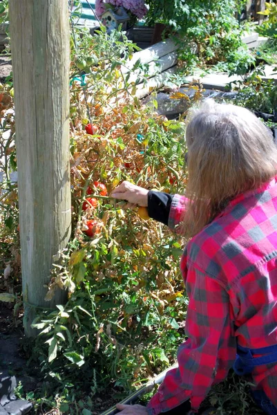 Volwassen Vrouw Schoonheid Plukken Tomaten Uit Haar Tuin Buiten — Stockfoto