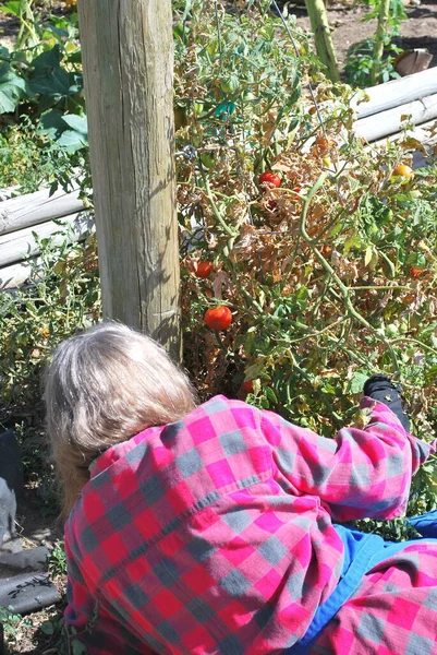 Reife Weibliche Schönheit Pflückt Draußen Tomaten Aus Ihrem Garten — Stockfoto