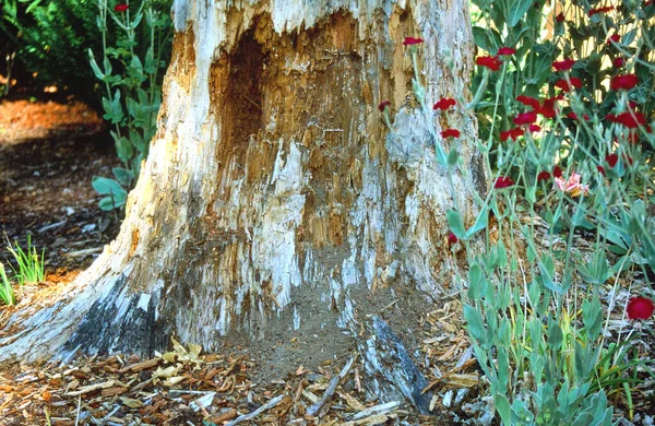 Casca Árvore Exibida Natureza Livre — Fotografia de Stock