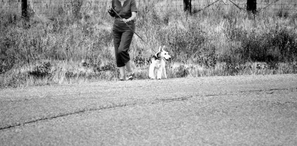 Gammal Hona Som Rastar Sin Hund Utanför — Stockfoto