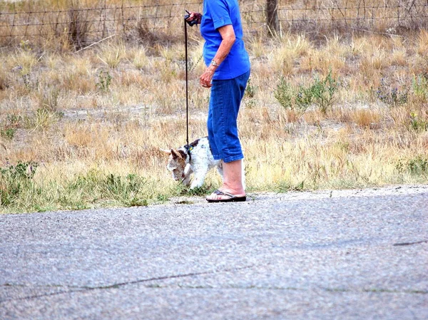 Maduro Fêmea Caminhando Seu Cão Fora — Fotografia de Stock