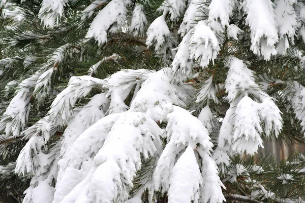 Hiver Saison Des Neiges Dans Nature Plein Air — Photo