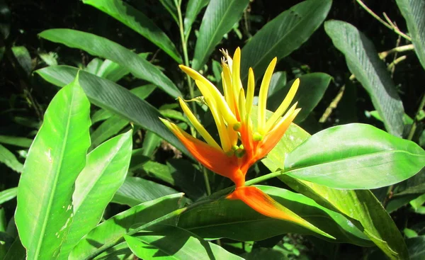 Kleurrijke Bloemen Havana Cuba — Stockfoto