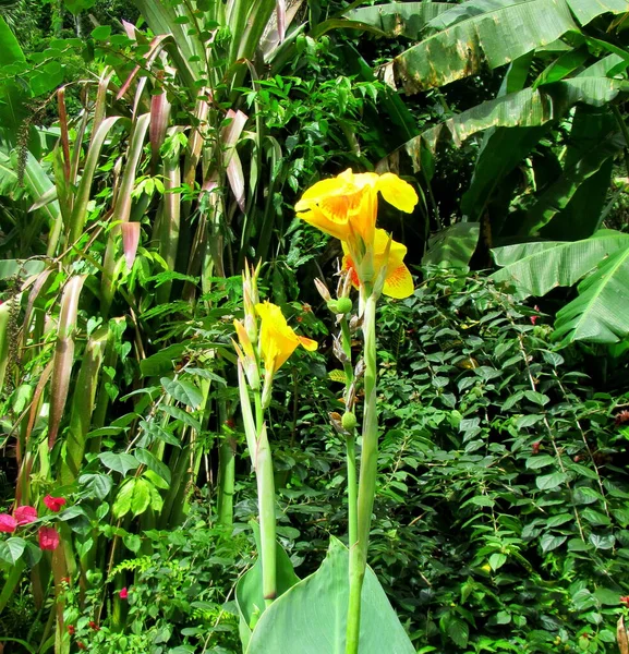 Kleurrijke Bloemen Havana Cuba — Stockfoto