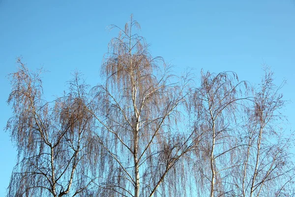 Träd Naturen Står Högt Upp Skyn — Stockfoto