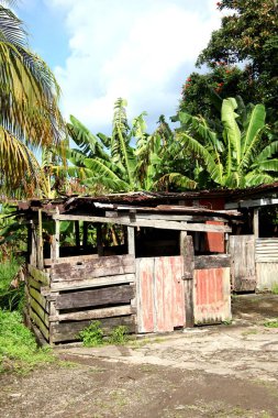 Karayip adasında ahşap teneke kulübe.