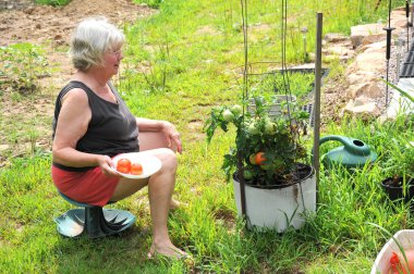 Domates bahçesindeki olgun yaşlı kadın ifadeleri..
