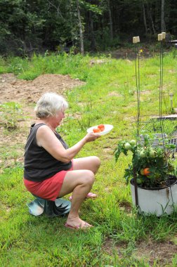 Domates bahçesindeki olgun yaşlı kadın ifadeleri..