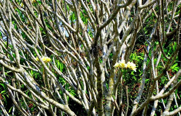 Färgglada Växter Och Blommor Visas Naturen Utomhus — Stockfoto