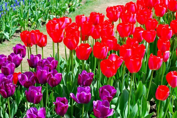 Campo Tulipanes Colorido Amsterdam Países Bajos — Foto de Stock