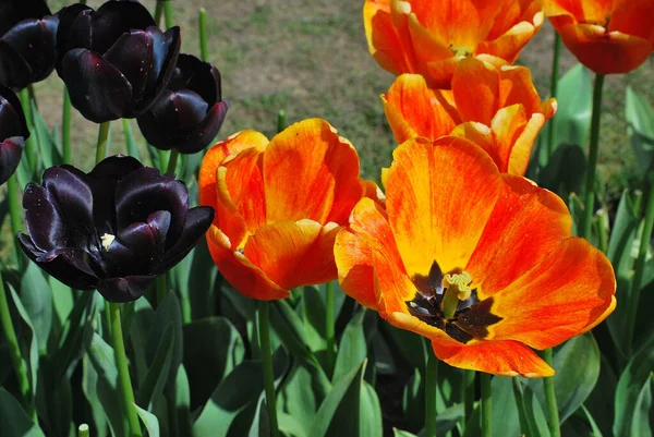 Barevné Tulipánové Pole Amsterdamu Nizozemsko — Stock fotografie