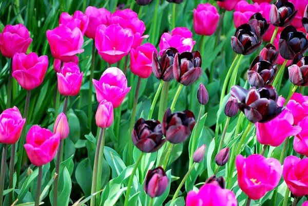 Campo Tulipanes Colorido Amsterdam Países Bajos —  Fotos de Stock